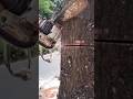 Woodworking tips and tricks Giant tree feeling #shortvideo #treecutting #chainsaw