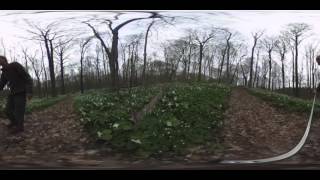 360 video of trilliums at Bendix Woods