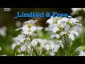"Limited &amp; Free" "No. 118" "Md. Naimul Islam | AI Studio" "Song" "English Song" "Music" "AI Song"