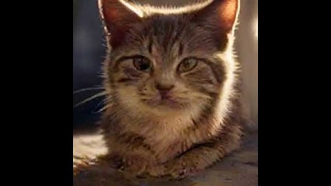 High Redshift Quasar Jupiter Gas Giant the Biggest Planet Cat1