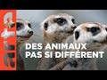 Animalement vtre  arte