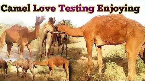 Camel Love Testing Enjoying || Camel Love Video || Camel Meet Video||