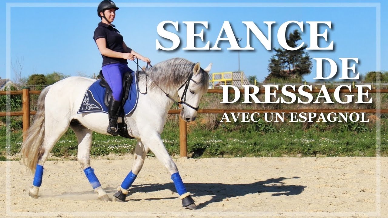 [ LIFE ] - Nouveau cheval au travail.