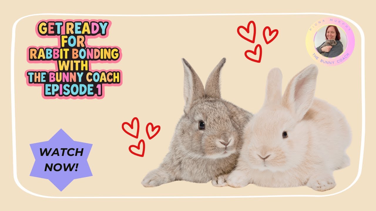 BRAND NEW SERIES - GET READY FOR RABBIT BONDING WITH THE BUNNY COACH - EPISODE 1