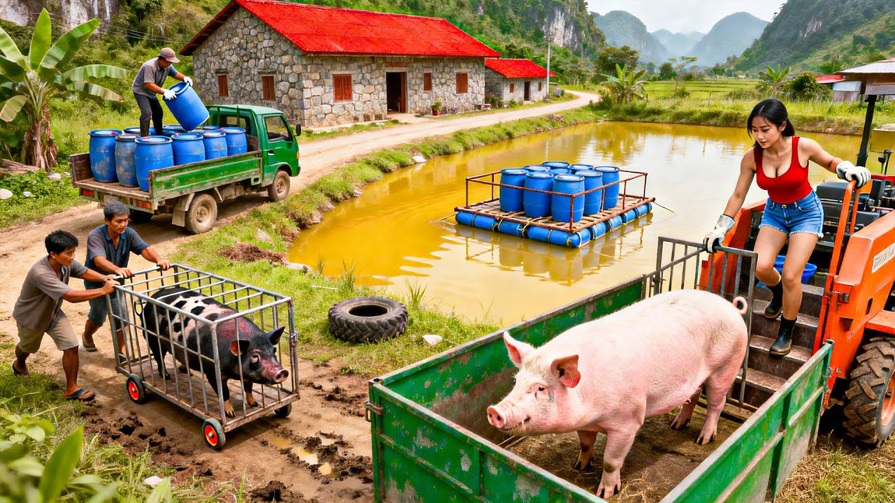 Using 3-wheeled Truck to Transport 350Kg+ of Pigs, Transporting Numerous Drums
