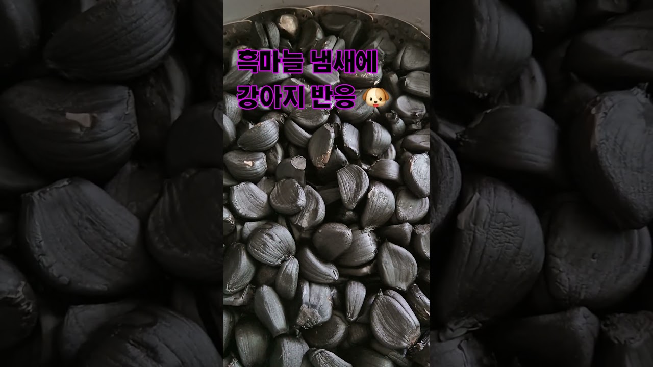 흑마늘  완성 강아지반응