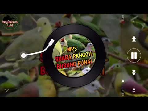 suara burung punai | suara pikat  burung punai | MP3 panggilan burung punai di jamin ampuh