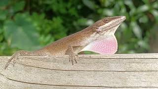 Green Anole, May 22nd, 2023 - 2:45 p.m.