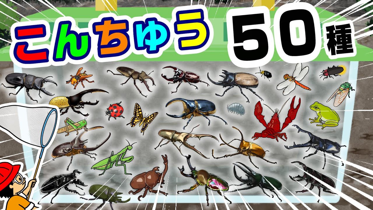 【昆虫の名前】こんちゅうのなまえ！50種類！昆虫採集〈カブトムシ・ノコギリクワガタ・スズメバチ・カマキリ〉【ひらがな 幼児向け 子ども向け】 日本語 Hiragana bug Japanese