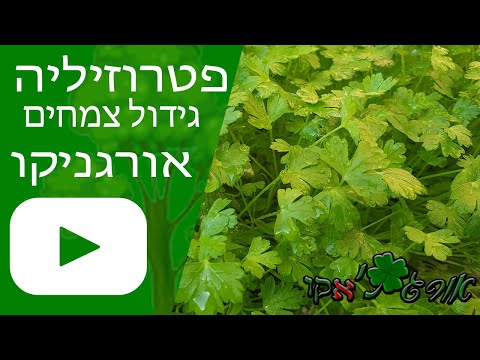 וִידֵאוֹ: אנו מגדלים פטרוזיליה באתר שלנו