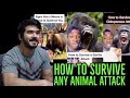 How to Survive Any Animal Attack (Mndiaye_97 Compilations) Original Reaction