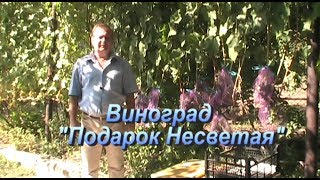 Виноград Подарок Несветая