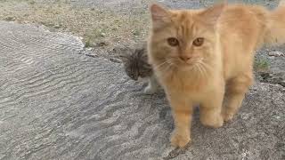 Kittens Are Having Fun Playing On The Sand...Anak Kucing Lucu Sedang Asyik Bermain Diatas Pasir...|| by kucing meaung 443 views 10 months ago 2 minutes, 59 seconds