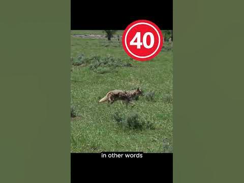 Wile E Coyote And The Road Runner Weren't Enemies | #Cartoon #Animals #