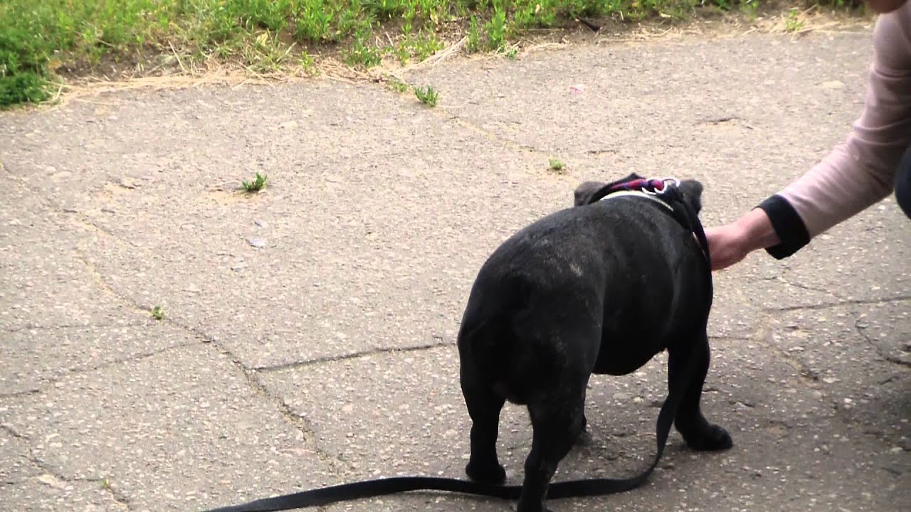 Дрессировка французского бульдога http://dogclass.ru/