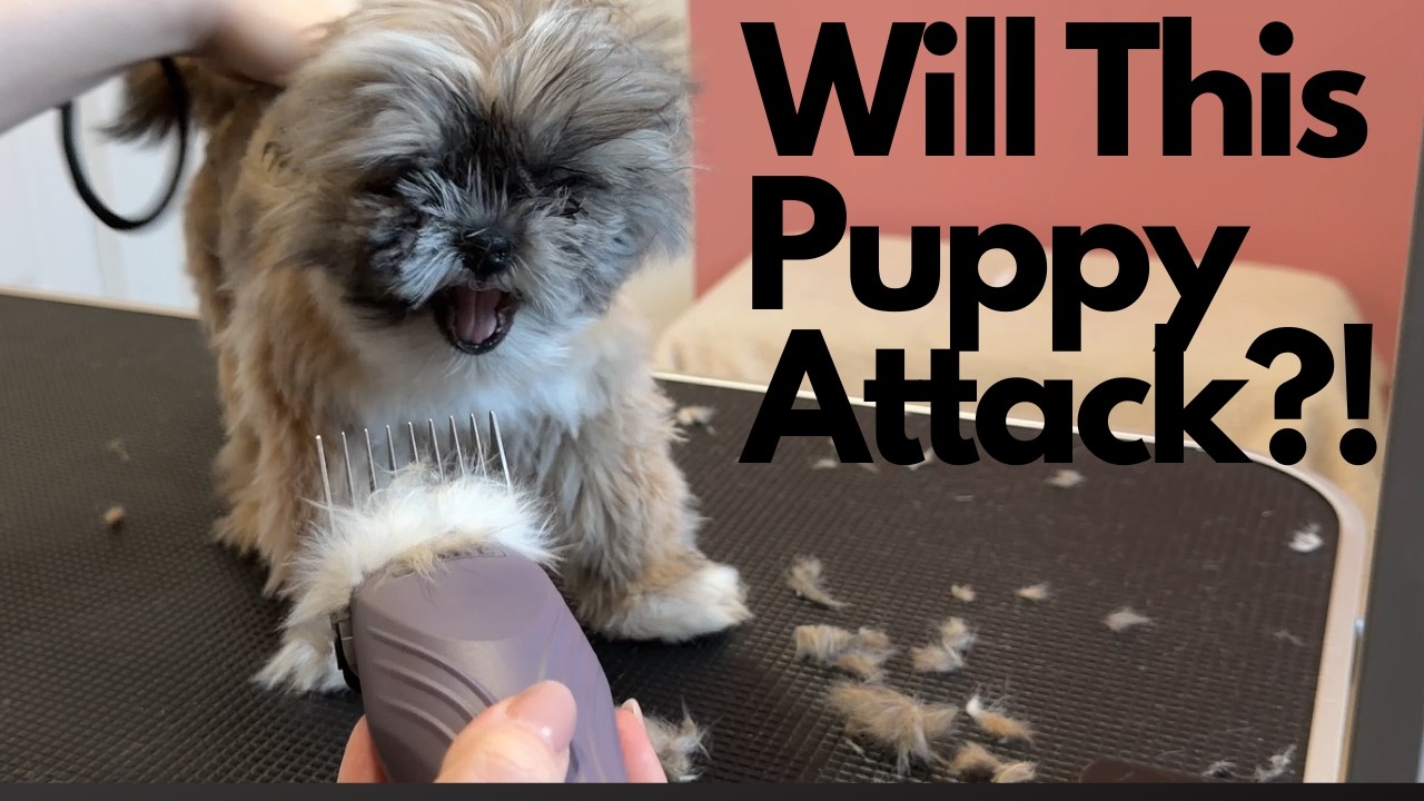 Shih Tzu PUPPY Transformational Groom!