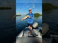 RED FISH WERE BITING BIG!!! #redfish #fishing #tampa #anclote #floridafishing #flatsfishing