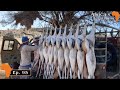 Springbuck cull in the kalahari  africas sportsman show ep 95