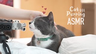 The Best Medicine For Stress: ‘Cat Purring ASMR’