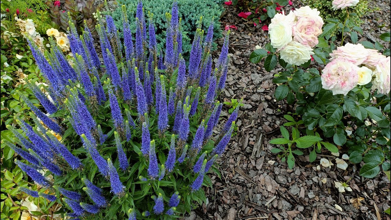 Przetacznik kłosowy bylina przyciągająca zapylacze. Przetacznik z siewu już nie jest taki super.