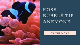 Rainbow (Rose) Bubble Tip Anemone On The Move. Moving Time Lapse