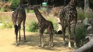 The Big Baby (6-Foot-7-Inch L.A. Zoo Giraffe Calf)
