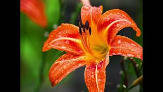 Fire In Our Hearts Reflection by Sr. Diane Capozzi, DW