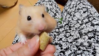 口が可愛すぎて惚れる！おもしろ可愛いハムスターA movie whose funny hamster mouth is too cute!