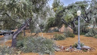 Canyon Lake Texas - Freezing Ice – Tree Damage Feb 2023 - Central TX Hill Country by questmatrix 168 views 1 year ago 3 minutes, 47 seconds