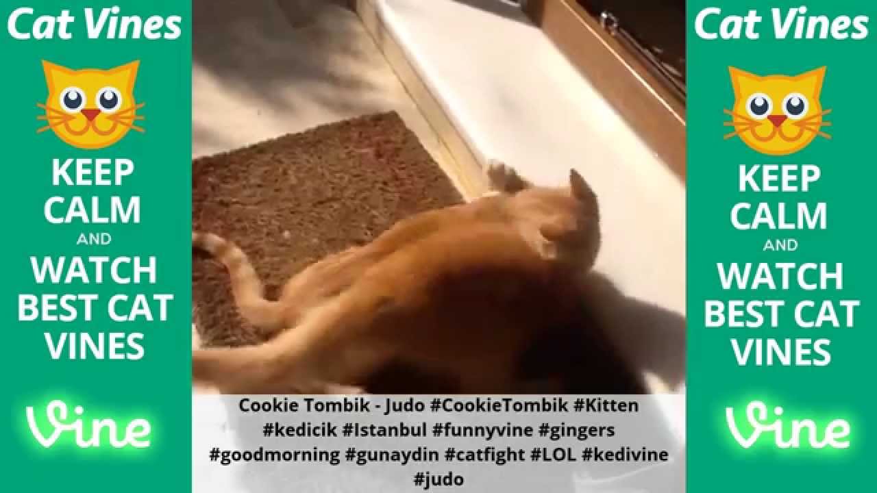funniest videos download Funniest Cat Vines #13 - Updated August 7th, 2015