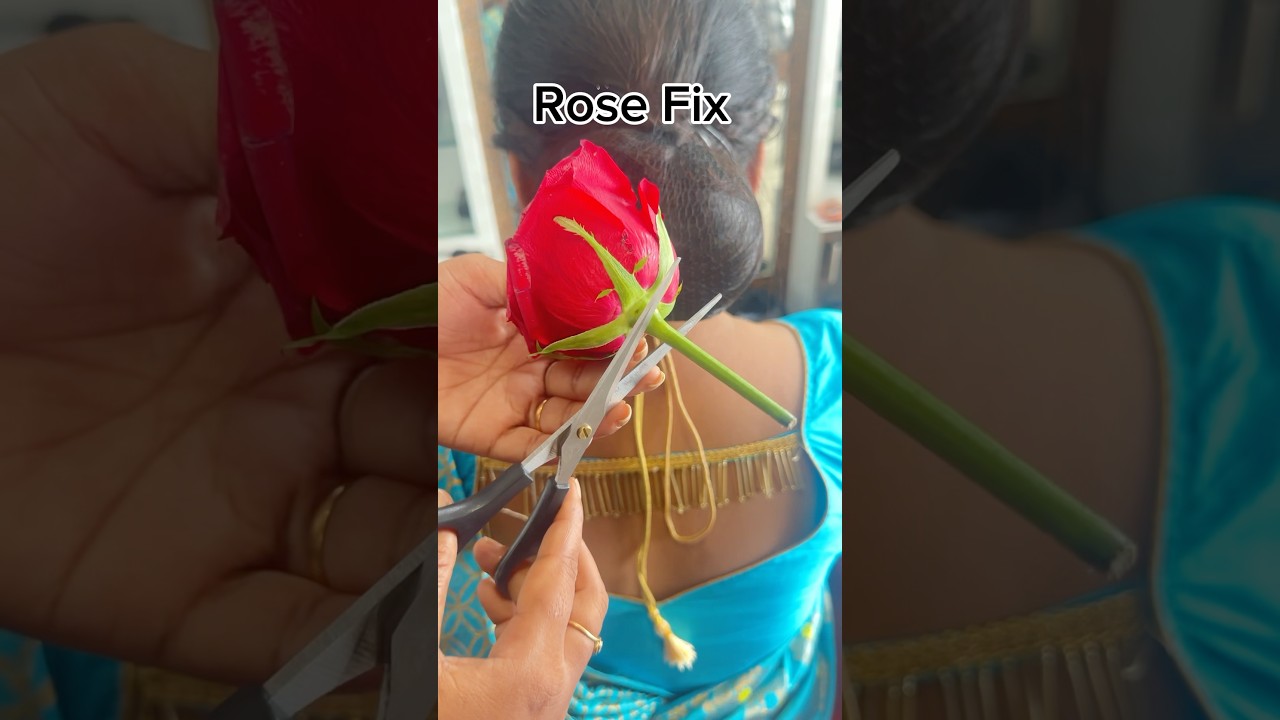 Rose fix 🌸 