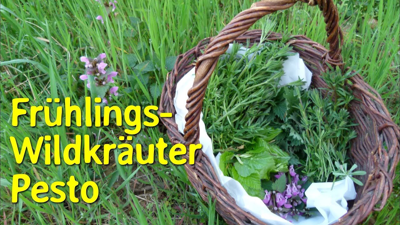 Erstes Frühlings-Wildkräuter - Pesto - YouTube