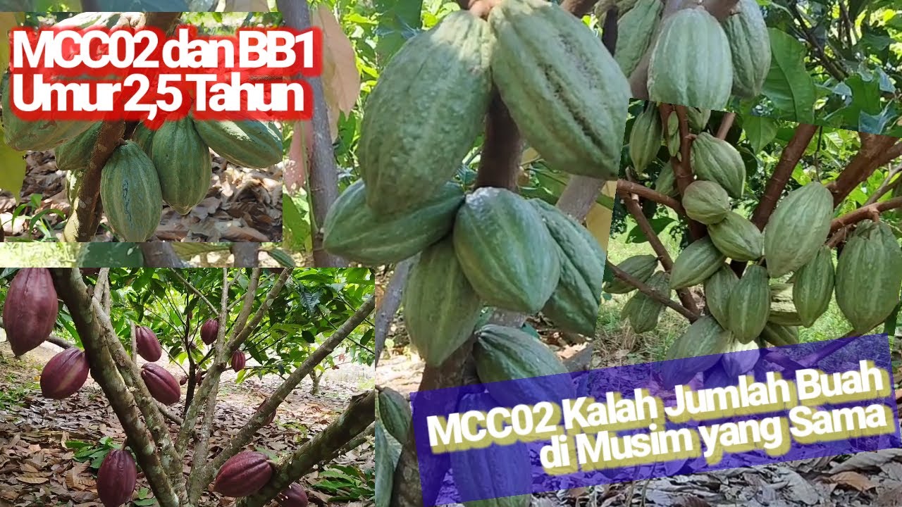 BB1 Clone yang Luar Biasa, MCC02 Kalah Jumlah Buah di Musim yang Sama