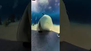 What Does The Inside Of A Sark Look Like? Zone Tv