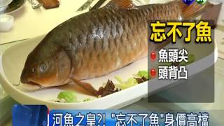 1尾成本6萬! 馬國