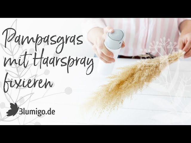 How to Fix Pampas Grass with Hairspray - Dried Flower Care Tip from Blumigo.de
