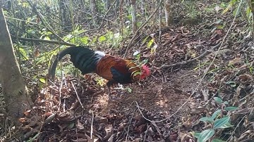 qaib qus f3 qua zoo tiag2 2022