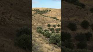 Cuidar Del Olivar Es Cuidar De Quien Vive En Él