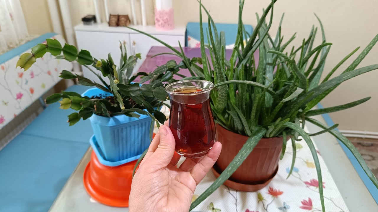 ALOE VERA BAKIMI 🌿 SADECE BİR BARDAK VERİN COŞTUKÇA COŞKUNLAR 💯