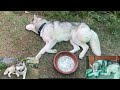 Shanky 🐕 Ki Huvi Tabyt Bhot Jyda Khrab 😢#vlog #dailyvlog #vlogger #viralvlogs #husky #dog #dogs