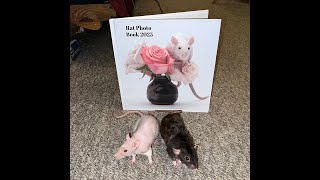 My 2025 Rat Photo book is now available!