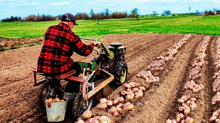 🌿 Посадка Картофеля Мотоблоком 2020! Выращивание по технологии \ 🌿 Посадка Картофеля Мотоблоком 2020! Выращивание по технологии \