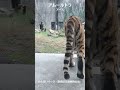 アース君が近い!! #shorts #アース #アムールトラ #AmurTiger #Tiger #のんほいパーク #豊橋総合動植物公園 #豊橋 #愛知 #zoo #animal