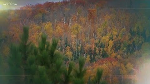 The science of fall color change