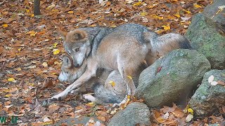 Wolf Wakes Her Sister With Forceful Hug