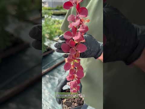 Саджанці Барбарису Тунберга Атропурпуреа Нана (Atropurpurea Nana) Р9, видео 2