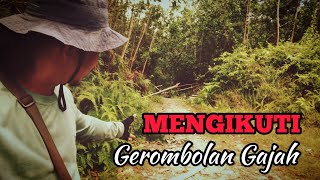 MASIH HANGAT DAN BARU SAJA LEWAT - MENGIKUTI JEJAK GEROMBOLAN GAJAH