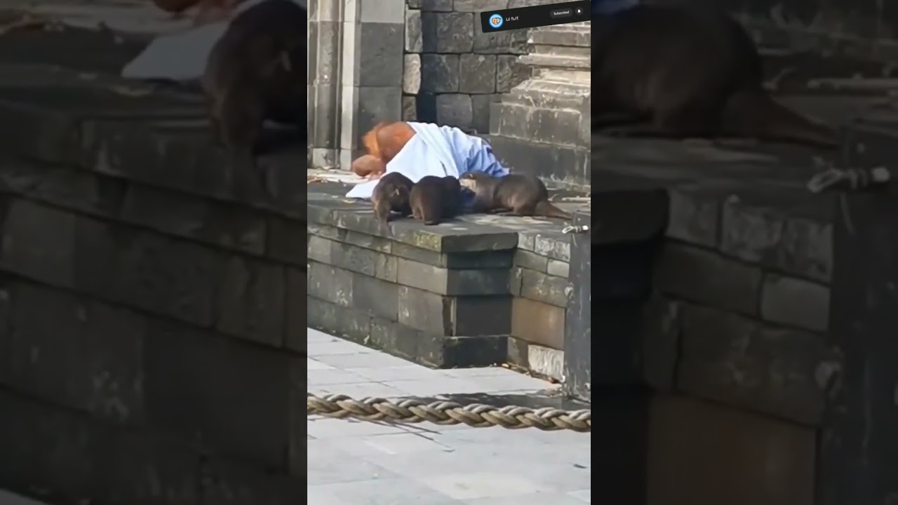 Jaw-Dropping Battle: Orangutans vs. Otters Round 2