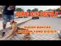 MENAKLUKKAN ANJING SUPER GALAK ‼️ SUDAH BANYAK KORBAN YANG DIGIGIT