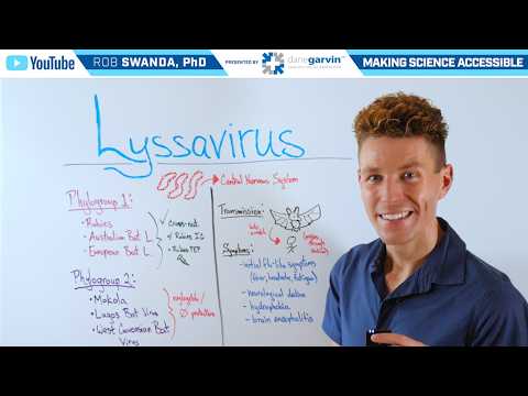 Overview of Lyssavirus